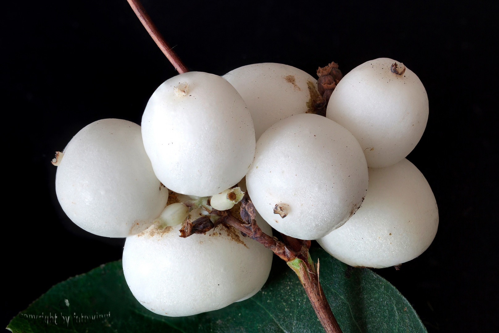 "Knallerbsen" - oder auch biologische Sylvesterknaller...