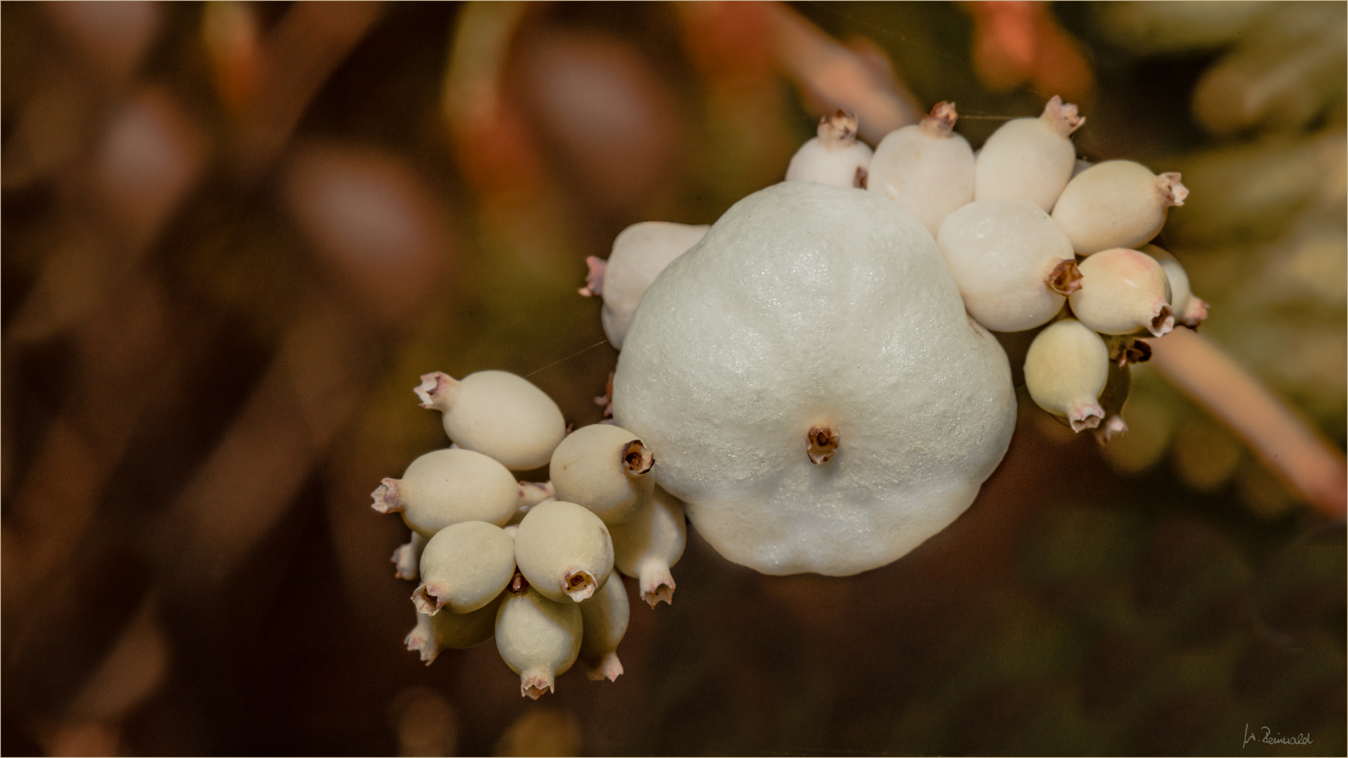 Knallerbsenstrauch Foto & Bild | natur, pflanzen, früchte Bilder auf ...
