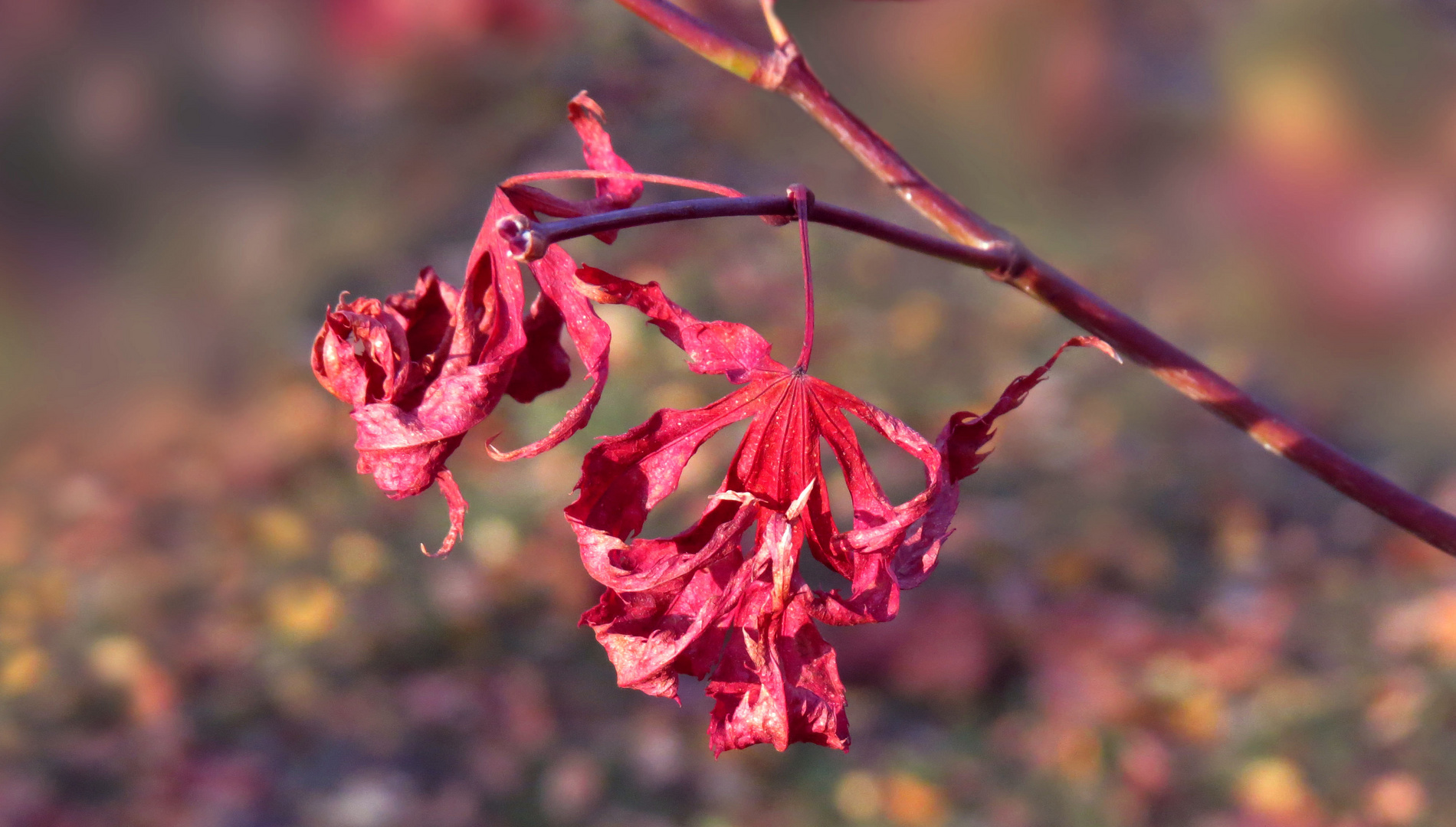 "Knallerfarbe im Herbst"