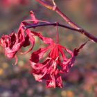 "Knallerfarbe im Herbst"