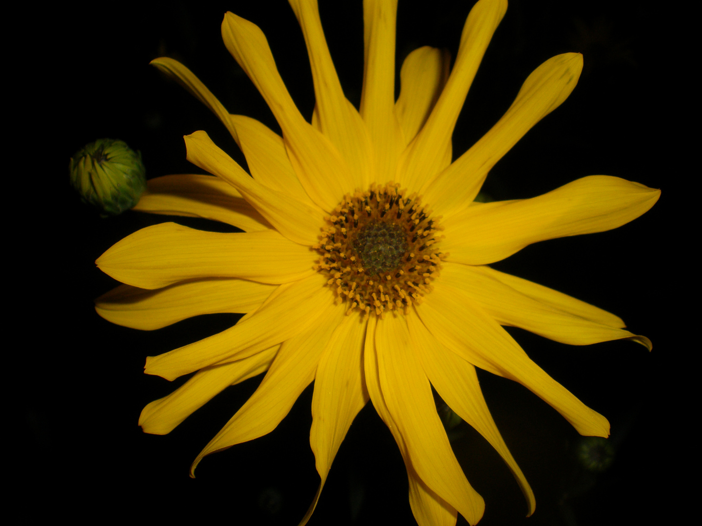 Knallgelbe Blüten bei Nacht