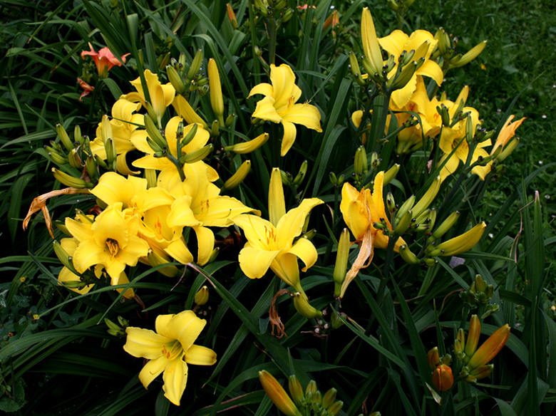 knallgelbe Liliengrüße zur Wochenmitte