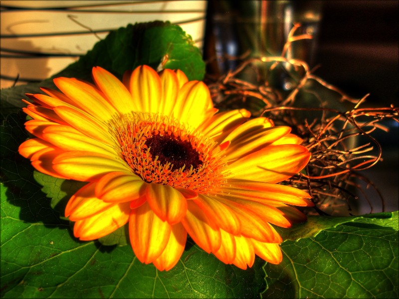 Knallig bunte Gerbera