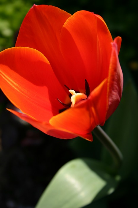 Knallig rot im Frühling!