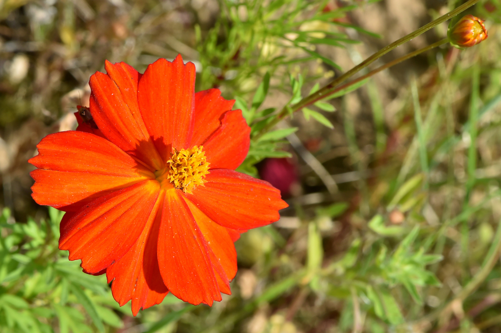 Knallig Rot in der Sonne