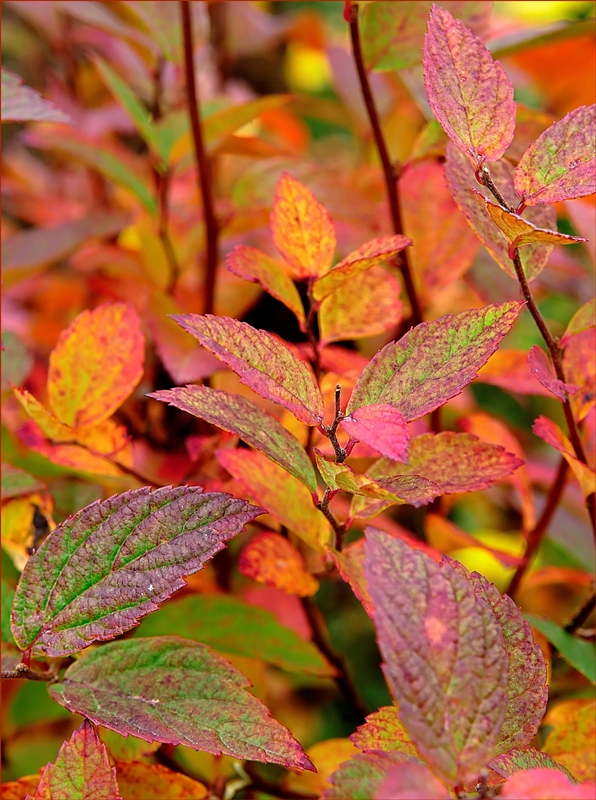 knalliger Herbst