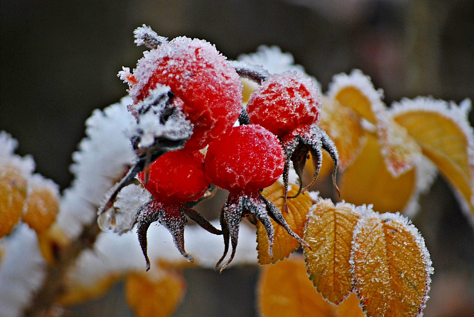 knallrot in den Winter...