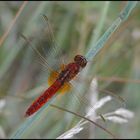 Knallrot zeigte sich die Feuerlibelle - Crocothemis erythraea (m) ?