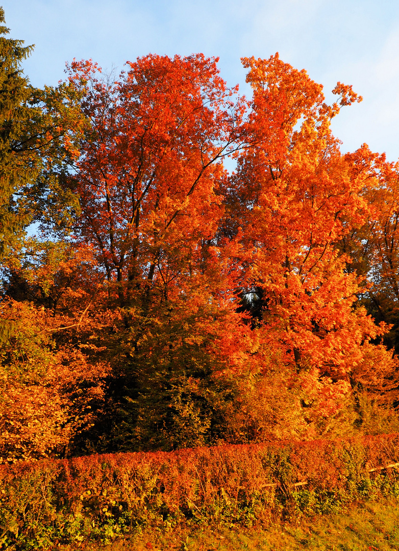 Knallrote Bäume.... das schöne am Herbst....