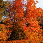 Knallrote Bäume.... das schöne am Herbst....