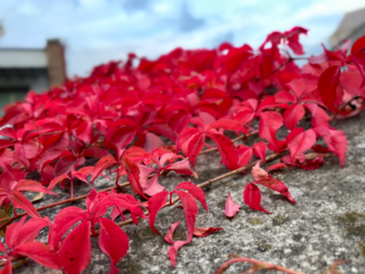 Knallrote Herbstblätter