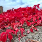 Knallrote Herbstblätter