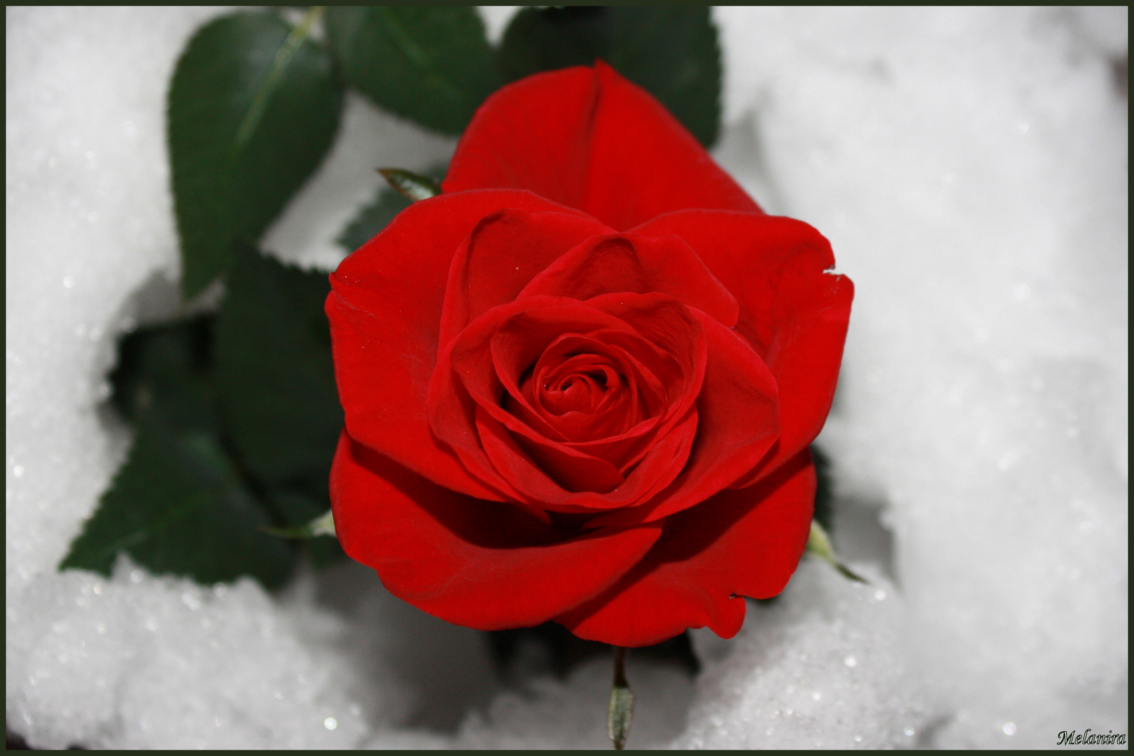 Knallrote Schneerose