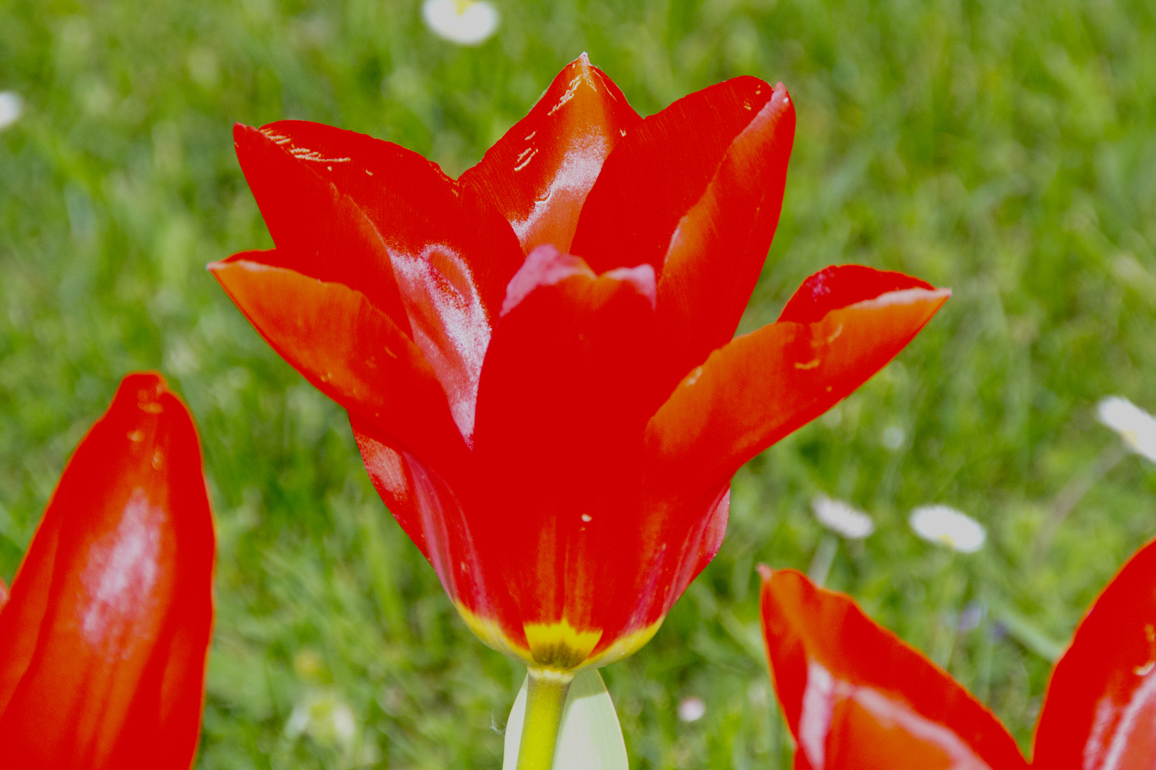 Knallrote Tulpe