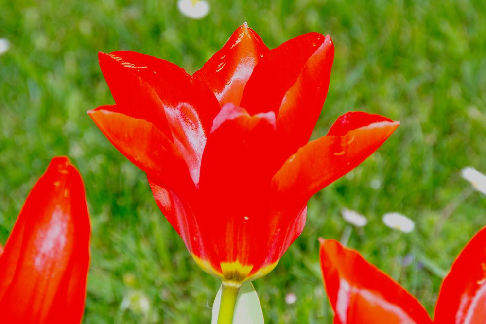 Knallrote Tulpe