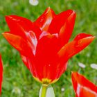 Knallrote Tulpe