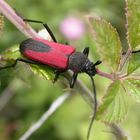 knallroter Bockkäfer auf Brombeerzweig [Purpuricenus budensis]