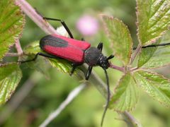 knallroter Bockkäfer auf Brombeerzweig [Purpuricenus budensis]