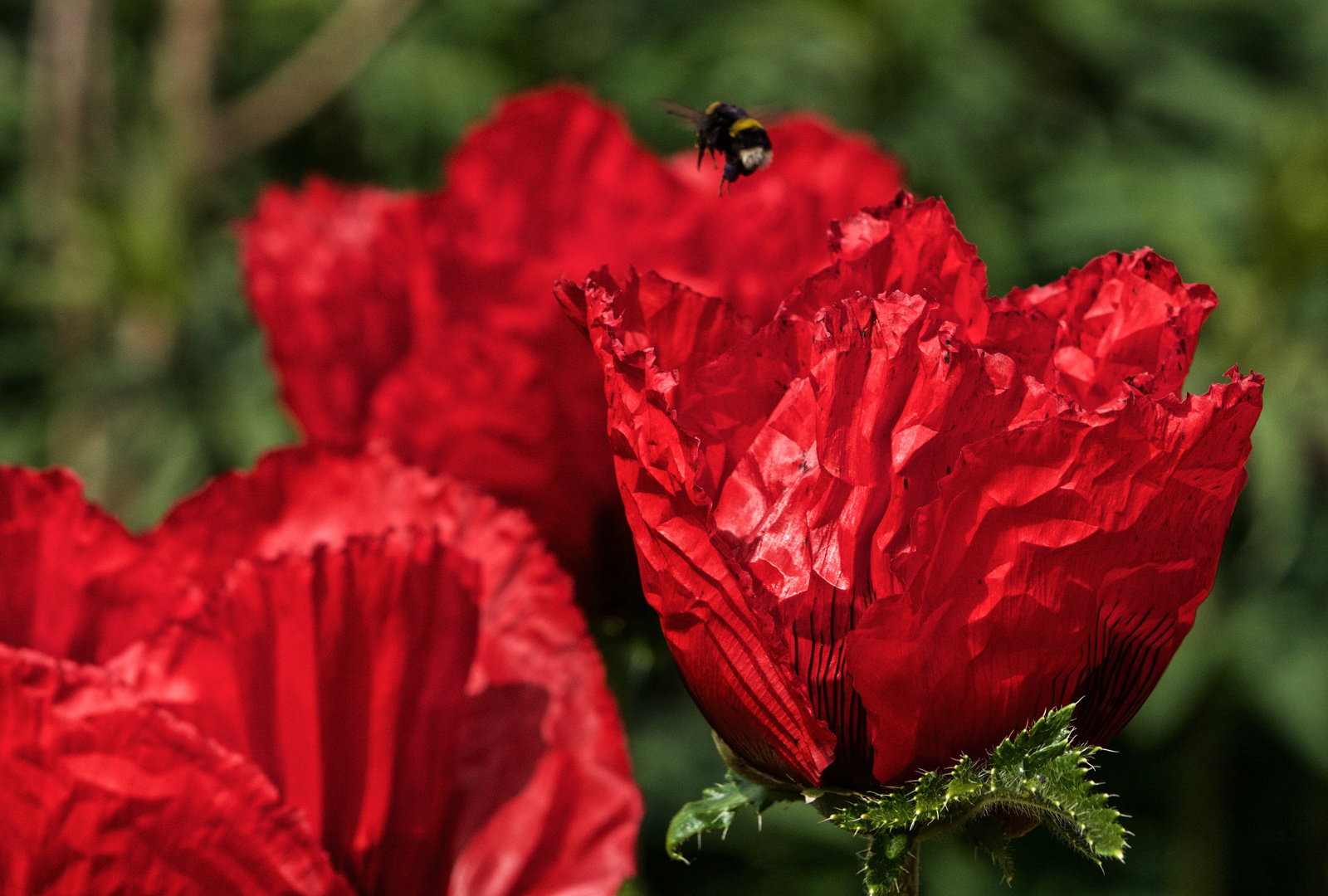 Knallroter Mohn.....