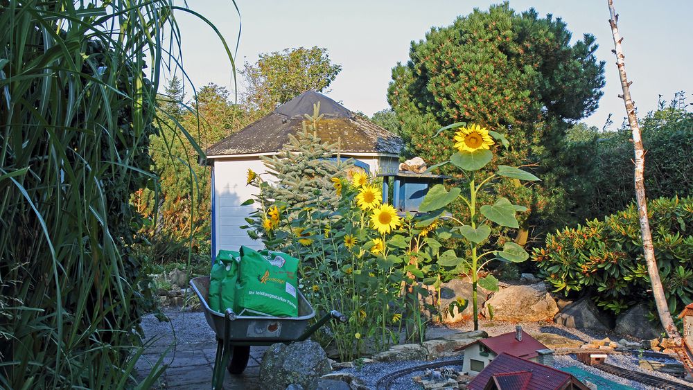 Knapp 40 Kg Sonnenblumenkerne wie hier in der Schubkarre...