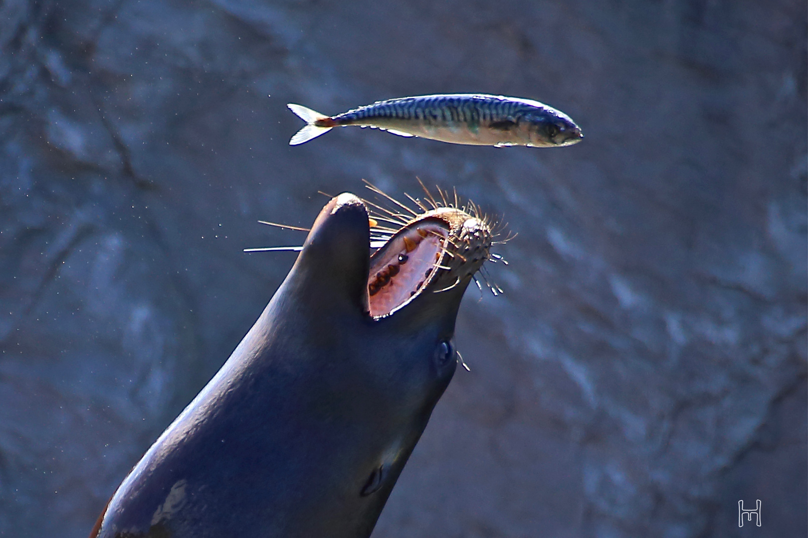 knapp-daneben-ist-auch-vorbei-foto-bild-tiere-zoo-wildpark