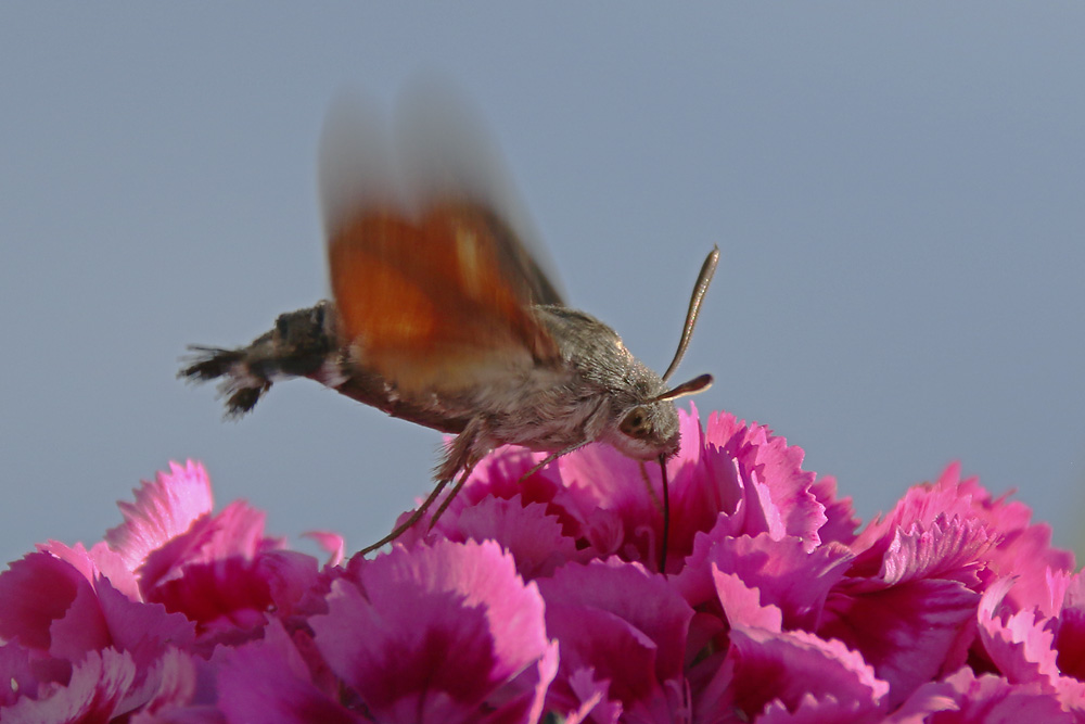 knapp oberhalb der Blüte