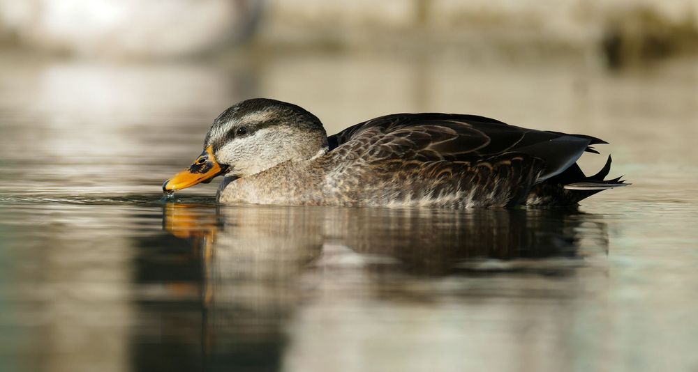 Knapp über dem Wasser...