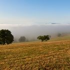 Knapp über der Baumgrenze..Aus der Serie, meine schönsten 40 Minuten im August Sommer 2018, nach...