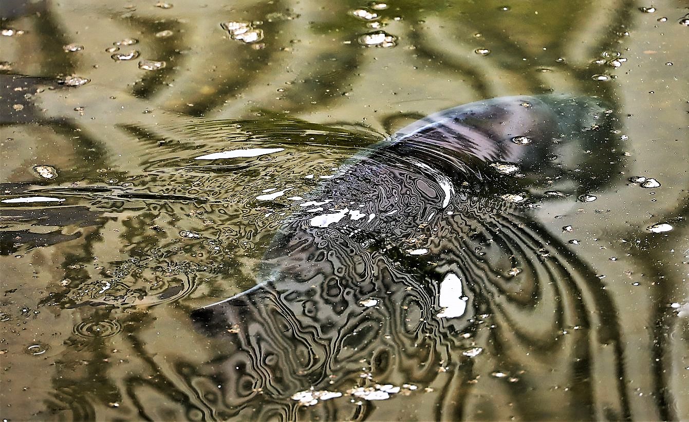 Knapp unter der Wasseroberfläche