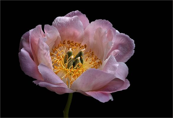 Knapp vor Sturm und Regen gerettet - ( Stacking Bild ) 