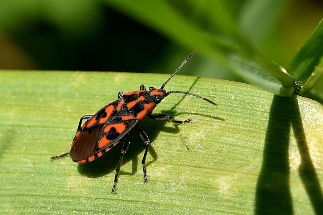 Knappe (Lygaeus saxatilis)