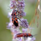 Knappe (Spilostethus saxatilis)