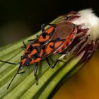 Knappe (Spilostethus saxatilis)