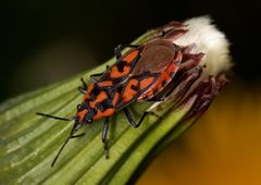 Knappe (Spilostethus saxatilis)