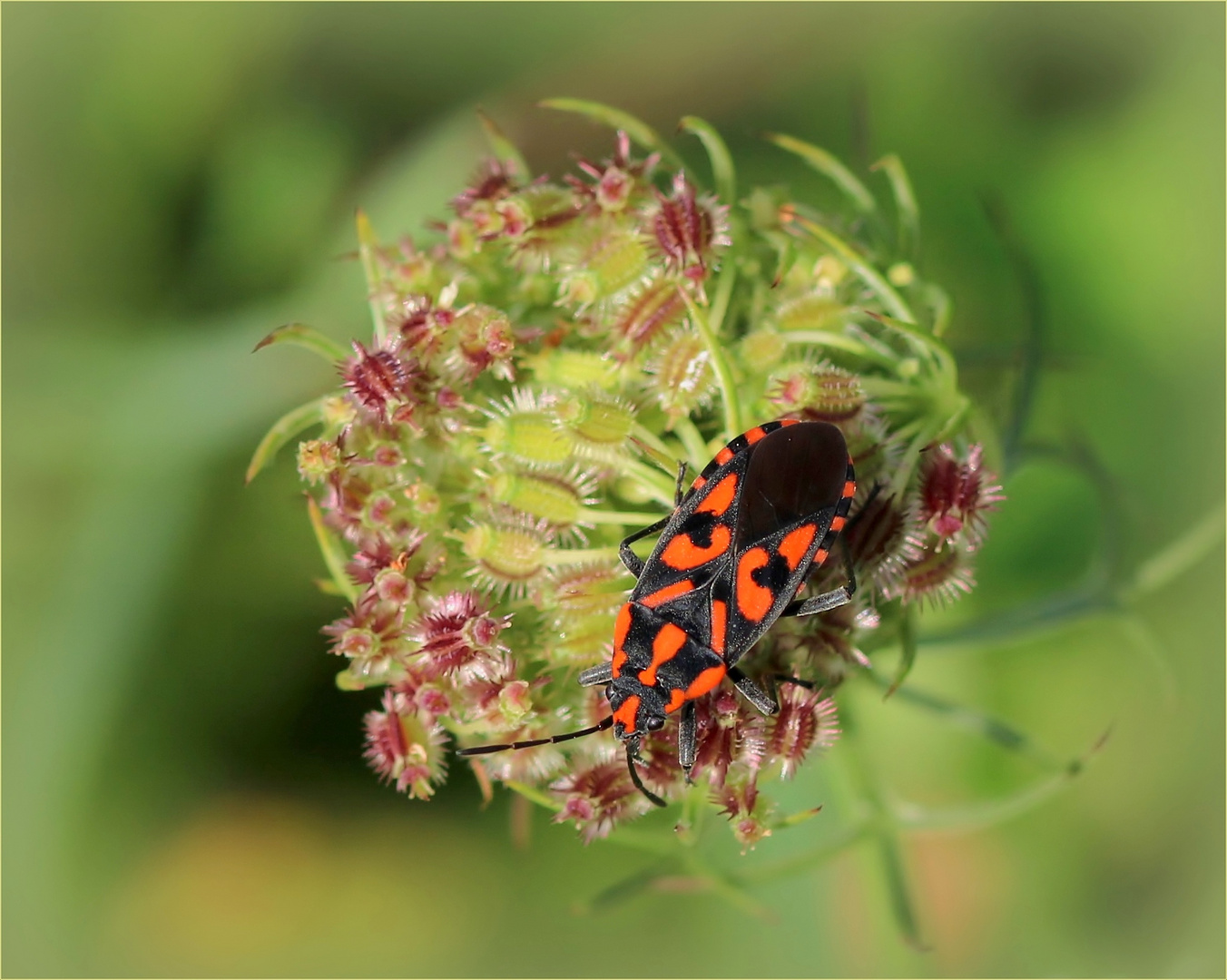 Knappe (Spilostethus saxatilis).