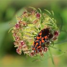 Knappe (Spilostethus saxatilis).