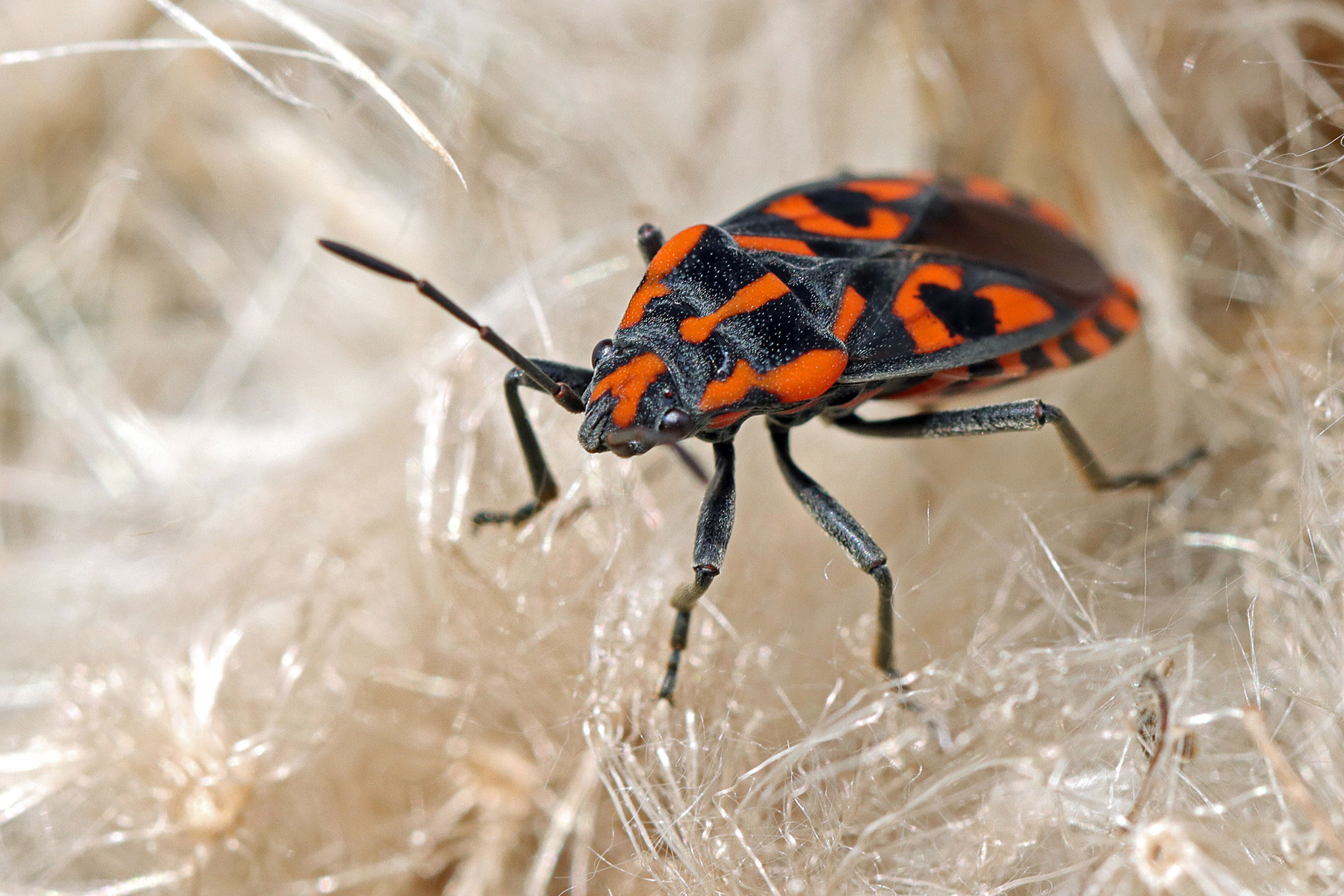 Knappe (Spilostethus saxatilis)