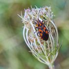 Knappe (Spilostethus saxatilis)