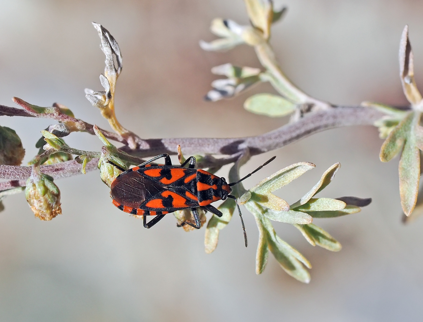 Knappe (Spilostethus saxatilis), eine Bodenwanze!