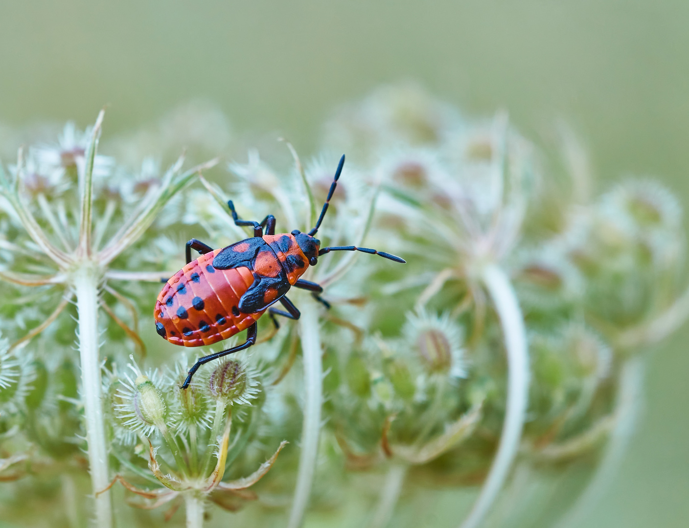 Knappe (Spilostethus saxatilis), Nymphe