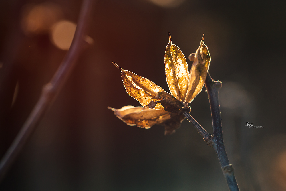 Knappes Licht