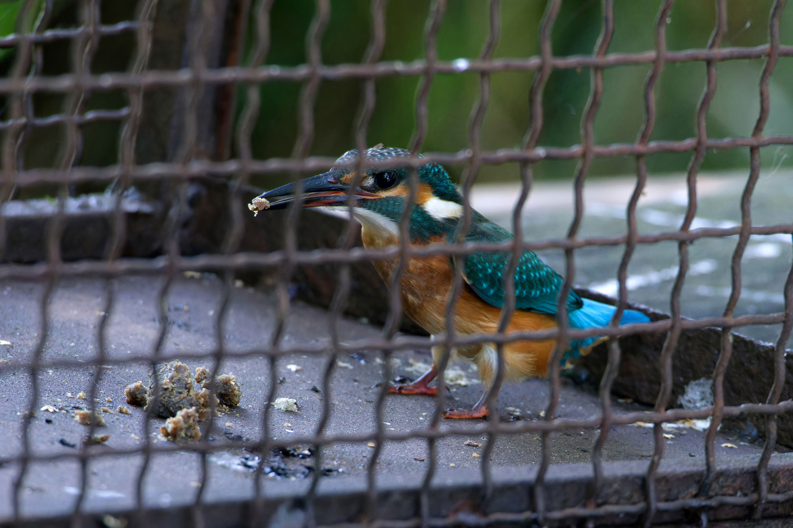 "Knastessen"?  Eisvogel (Alcedo atthis) in einer Waschbärenfalle