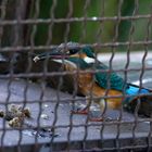 "Knastessen"?  Eisvogel (Alcedo atthis) in einer Waschbärenfalle