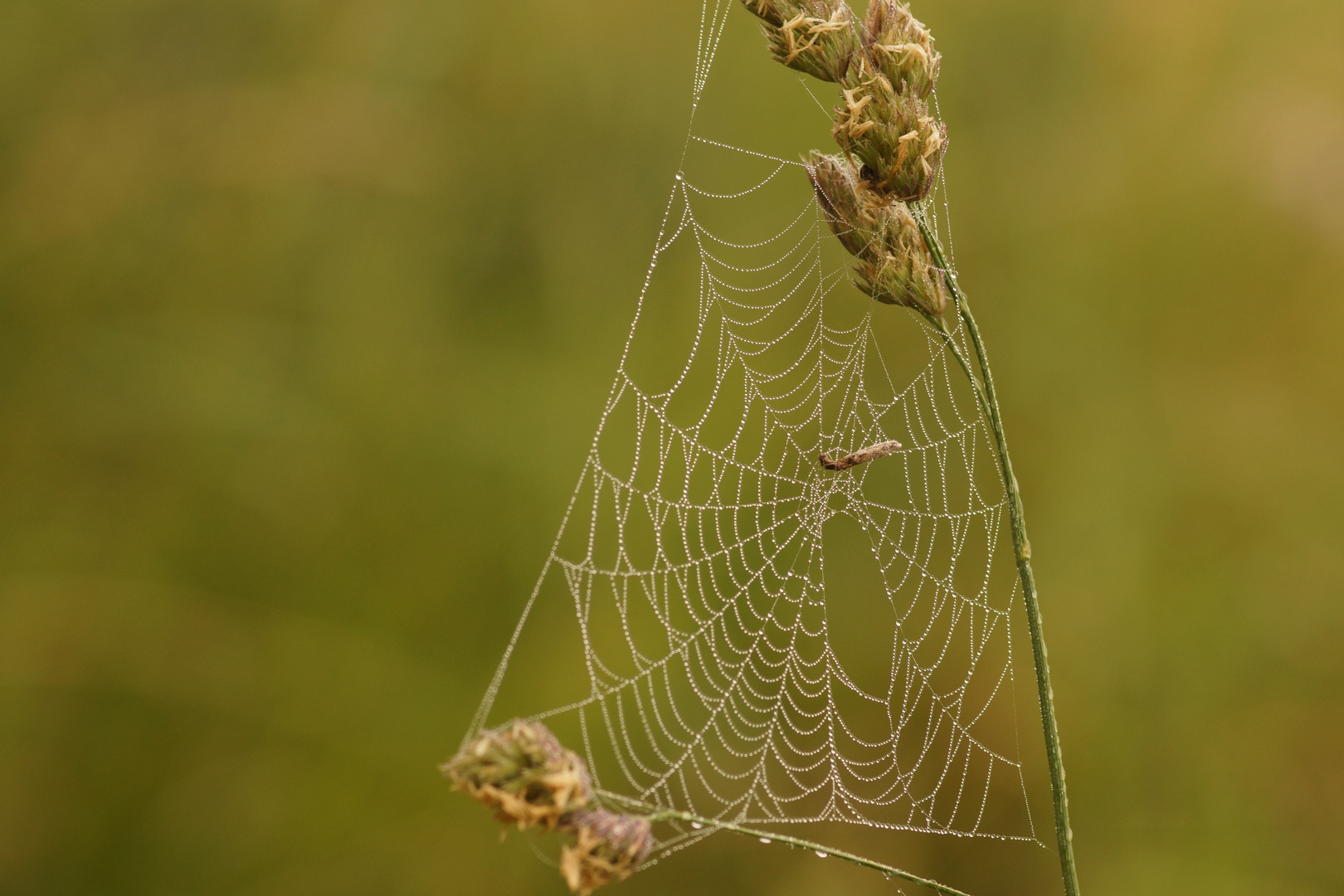 Knaulgras mit Spinnennetz