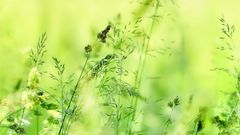 Knaulgras & Rispen ... im Sommerlicht