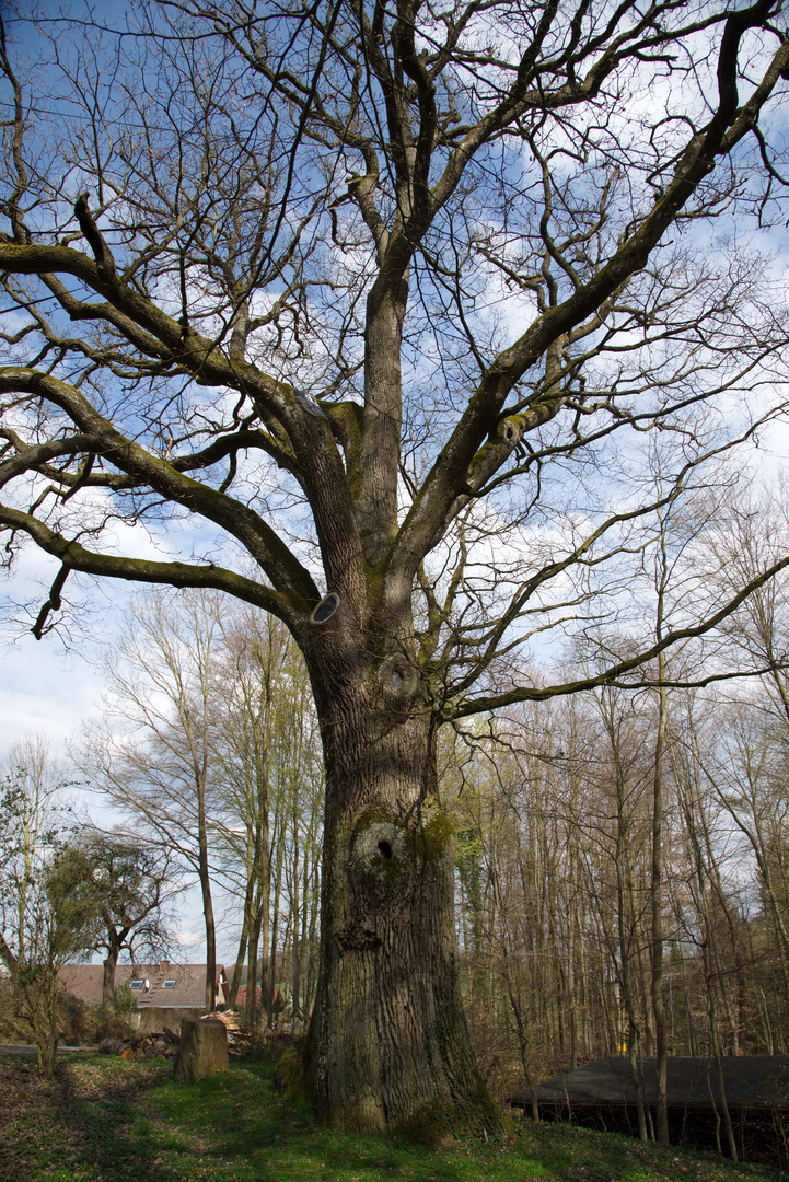 Knautheiche bei Misselberg