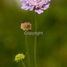 Knautia arvensis