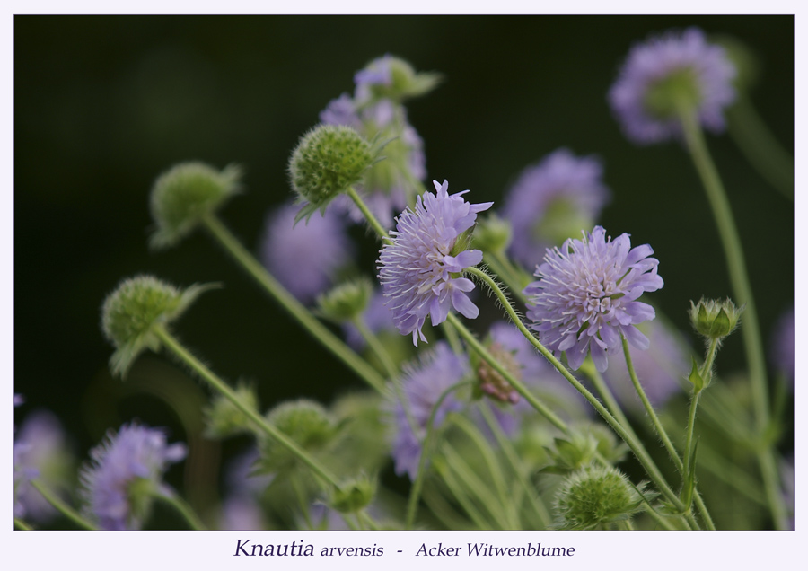 Knautia avensis