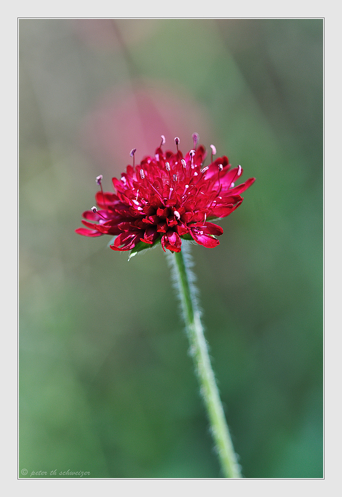 Knautia