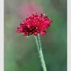 Knautia